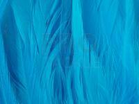 Rooster Saddle Feather - Silver Doctor Blue